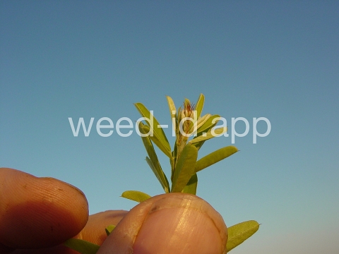 lespedeza, sericea